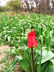 Tulipa raddii