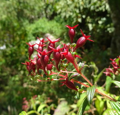 Monochaetum floribundum