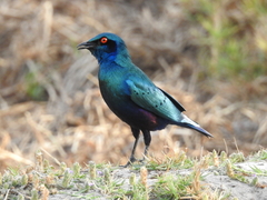 Lamprotornis chalcurus