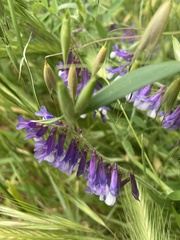 Vicia villosa