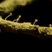 Chaenotheca furfuracea - Photo 由 Stephen Bucklin 所上傳的 (c) Stephen Bucklin，保留部份權利CC BY-NC