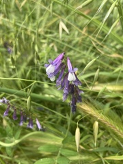 Vicia villosa
