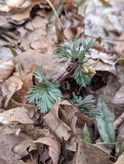 Dicentra canadensis