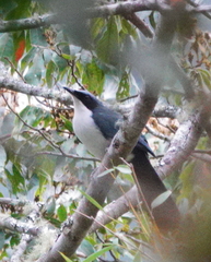 Melanotis hypoleucus