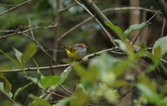 Phylloscopus castaniceps