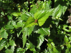 Ageratina gracilis