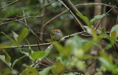 Phylloscopus castaniceps