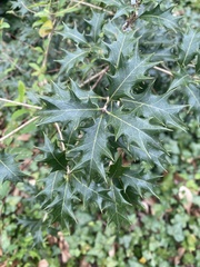 Osmanthus heterophyllus