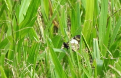Heliopetes ochroleuca