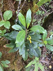 Scaevola glabra