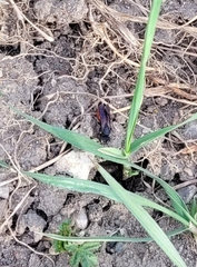 Sphecodes albilabris