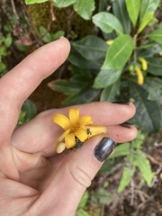 Scaevola glabra