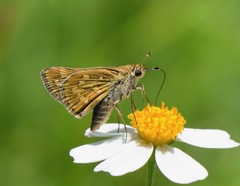 Polites subreticulata