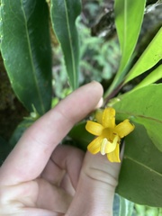 Scaevola glabra
