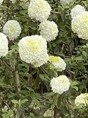Viburnum macrocephalum