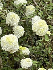 Viburnum macrocephalum