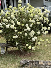 Viburnum macrocephalum