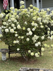 Viburnum macrocephalum