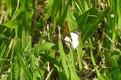 Heliopetes ochroleuca