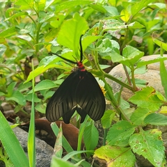 Histia flabellicornis