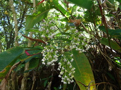 Epidendrum piliferum