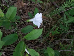 Calystegia spithamaea