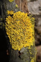 Xanthoria parietina