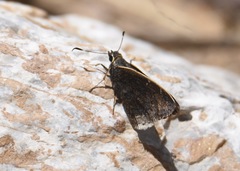 Cogia caicus
