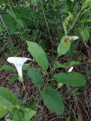 Calystegia spithamaea