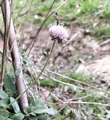 Armeria euscadiensis