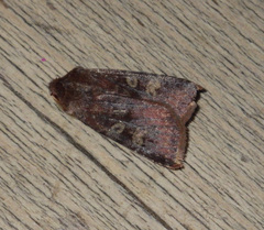 Cerastis leucographa