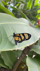 Methona themisto