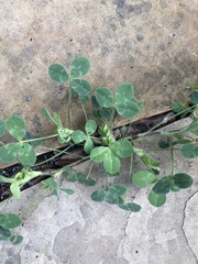 Trifolium microcephalum