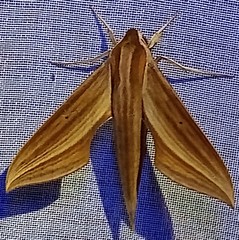 Xylophanes cthulhu
