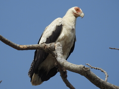 Palm-Nut Vulture photo 2