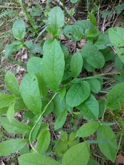 Calystegia spithamaea
