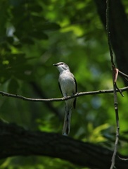 Pericrocotus cantonensis