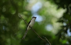 Pericrocotus cantonensis