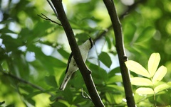 Pericrocotus cantonensis