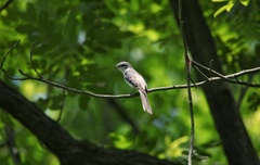 Pericrocotus cantonensis