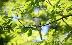 Pericrocotus cantonensis