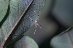 Thwaitesia margaritifera