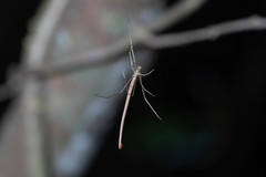 Ariamnes cylindrogaster