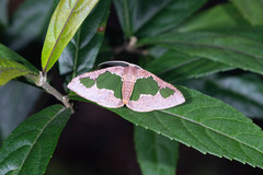 Celenna festivaria