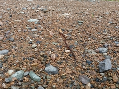 Micrurus steindachneri