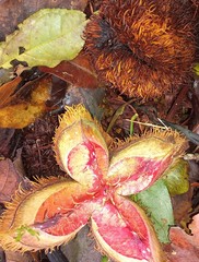 Sloanea shankii