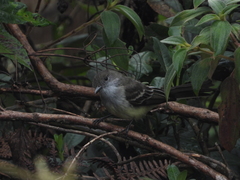 Myiarchus cephalotes