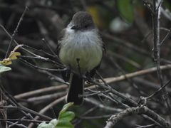 Myiarchus cephalotes