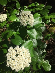 Viburnum ellipticum