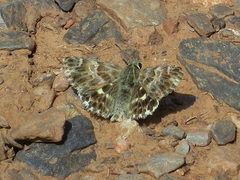 Muschampia